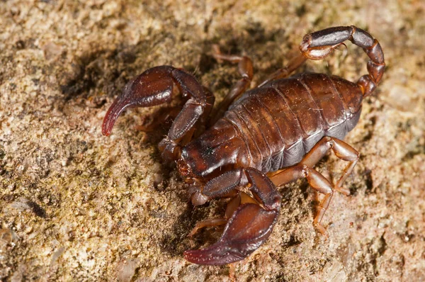 Euscorpius Carpathicus Petit Scorpion Des Bois Vue Rapprochée — Photo