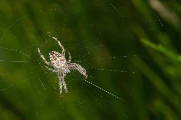 Close Aranha Habitat Natural — Fotografia de Stock