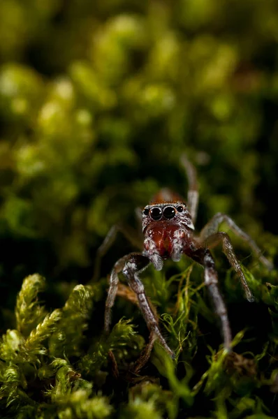 Primer Plano Araña Hábitat Natural — Foto de Stock