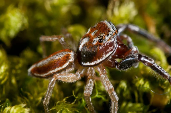 Gros Plan Araignée Dans Habitat Naturel — Photo