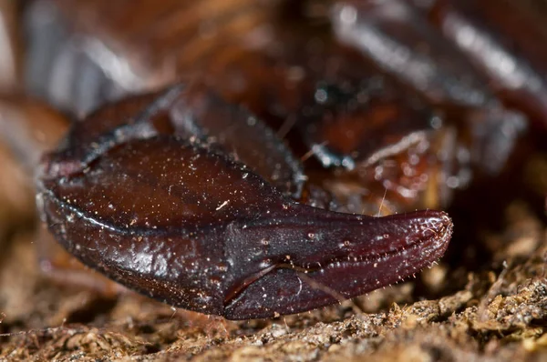 Euscorpius Carpathicus Pequeno Escorpião Madeira Vista Perto — Fotografia de Stock