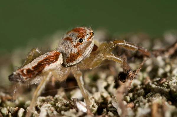 Nahaufnahme Einer Spinne Natürlichem Lebensraum — Stockfoto