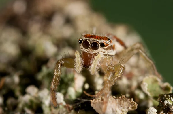 Nahaufnahme Von Philaeus Chrysops Salticidae Natürlichen Lebensraum — Stockfoto