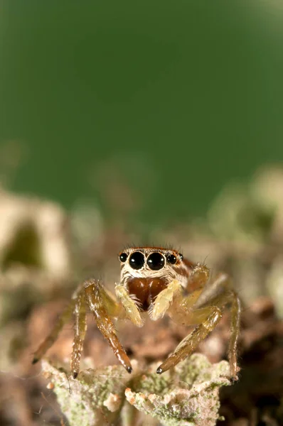 Ujęcie Zbliżeniowe Philaeus Chrysops Salticidae Środowisku Naturalnym — Zdjęcie stockowe