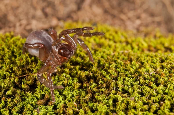 Close Aranha Habitat Natural — Fotografia de Stock