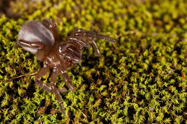 Close Aranha Habitat Natural — Fotografia de Stock