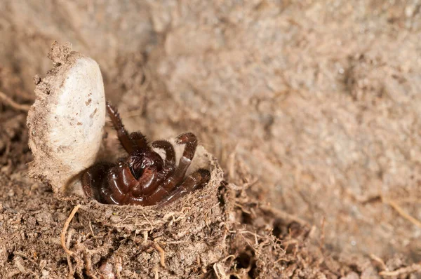 서식지에 서식하는 Cteniza Moggridgei Trapdoor Spider — 스톡 사진