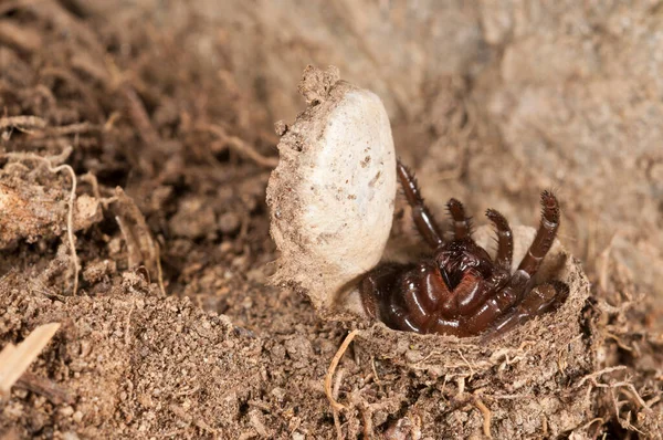 Close Opname Van Cteniza Moggridgei Valdeurspin Natuurlijke Habitat — Stockfoto