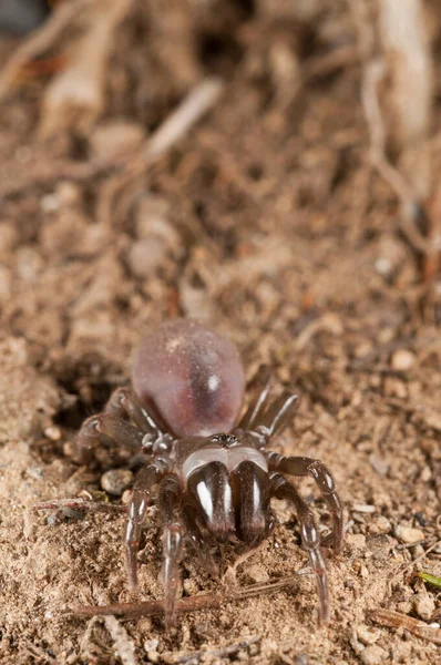 Utsikt Atypus Affinis Veskenedderkopp – stockfoto