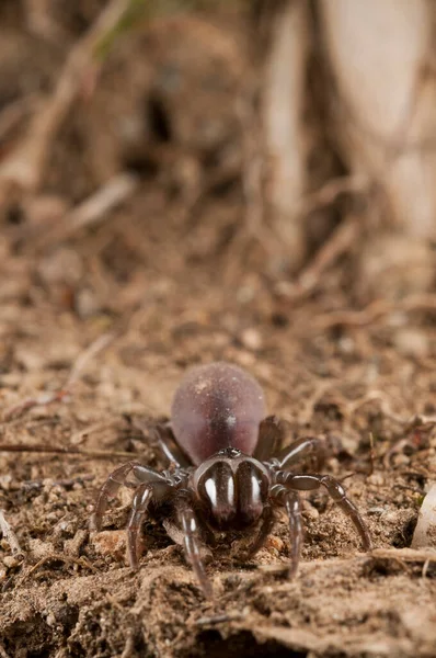 Vista Atypus Affinis Aranha Teia Bolsa — Fotografia de Stock