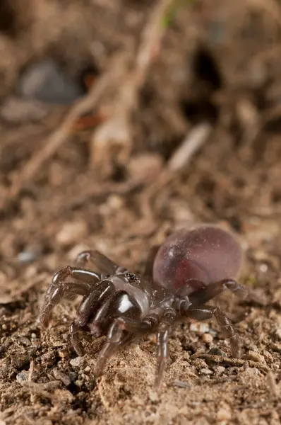 Vista Atypus Affinis Aranha Teia Bolsa — Fotografia de Stock