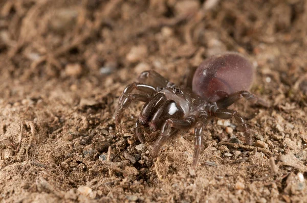 Atypus Affinis Bolso Tela Araña Ver — Foto de Stock