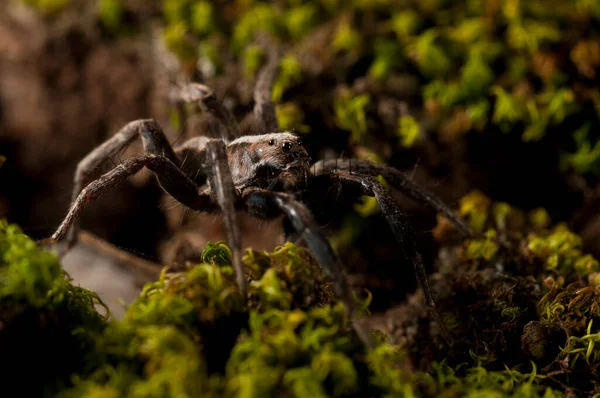 Gros Plan Alopecosa Lycosidae Dans Habitat Naturel — Photo