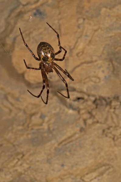 Close Aranha Habitat Natural — Fotografia de Stock