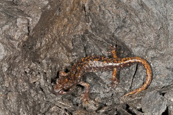 Tiro Perto Tiro Lagarto Habitat Natural — Fotografia de Stock