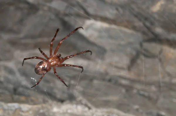 Detailní Záběr Evropského Jeskynního Pavouka Meta Menardi Přírodním Prostředí — Stock fotografie