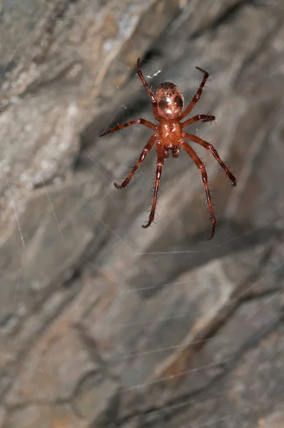 Κοντινό Πλάνο Της Ευρωπαϊκής Αράχνης Σπηλαίων Meta Menardi Στο Φυσικό — Φωτογραφία Αρχείου