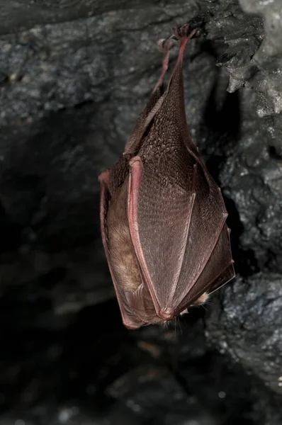 リノロフォス ヒッポシデロス Rhinolophus Hippposideros — ストック写真