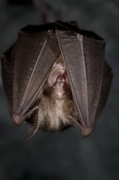 Rhinolophus Hipposideros Pipistrello Ferro Cavallo Minore — Foto Stock