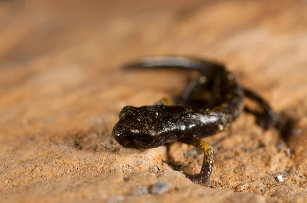 Speleomantes Strinatii Salamandra Delle Grotte Degli Strinati — Foto Stock