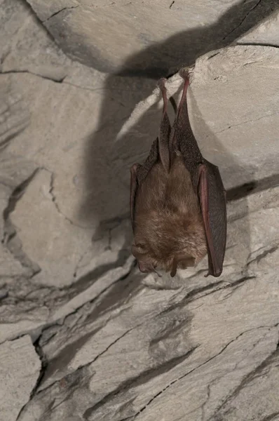 Rhinolophus Hipposideros Kisebb Patkódenevér — Stock Fotó