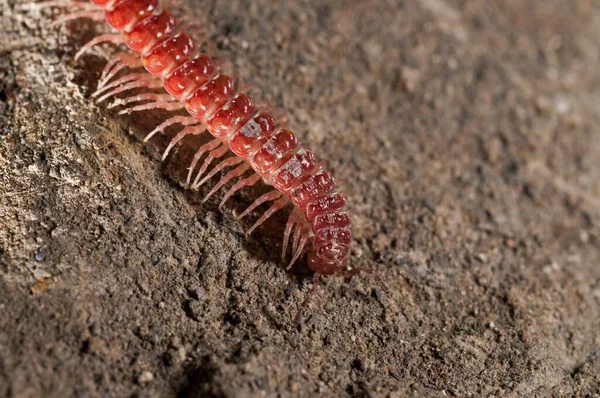 Close Shot Red Centipede Rock — Stock Photo, Image