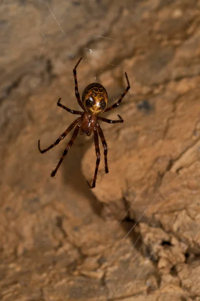 Трохманова Lycosidae View — стоковое фото