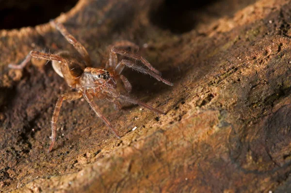 Trochosa Lycosidae Vista — Fotografia de Stock