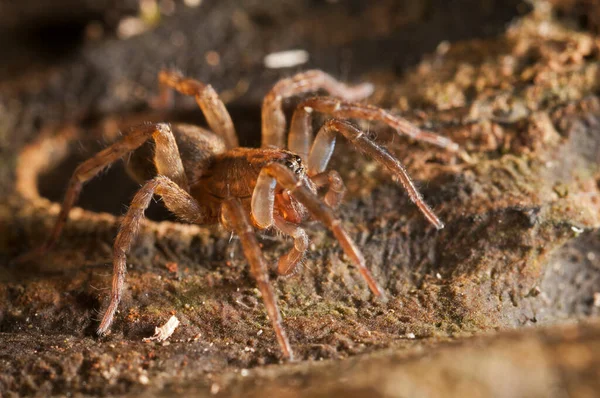 Trochosa Lycosidae Vista — Fotografia de Stock