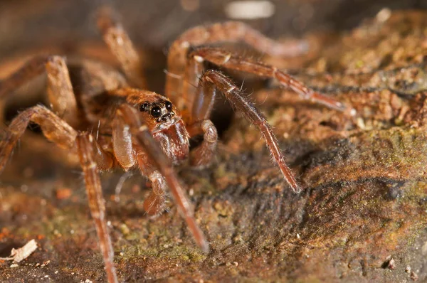 Trochosa Lycosidae — Stockfoto