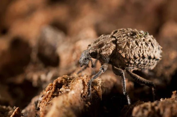 Detailní Záběr Brachycerus Curculionidae — Stock fotografie