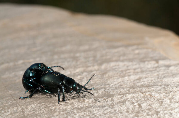close up shot of black beetles on rock
