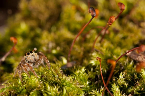 Cyrba Algerina Salticidae View — стоковое фото