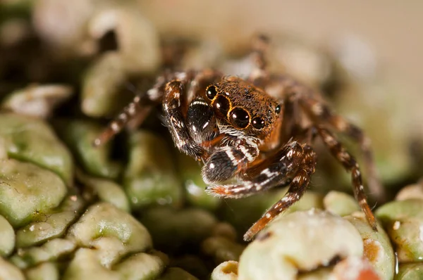 Cyrba Algerina Salticidae View — Foto de Stock