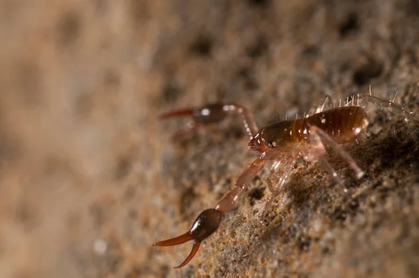 Neobiisidae Nin Psödoskorpionlar Örümcekgiller Yakın Plan Çekimi — Stok fotoğraf