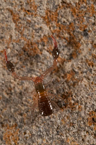 Κοντινή Λήψη Neobiisidae Pseudoscorpions Arachnida — Φωτογραφία Αρχείου