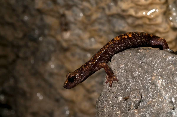 Vista Speleomantes Strinatii Salamandra Caverna Strinati — Fotografia de Stock