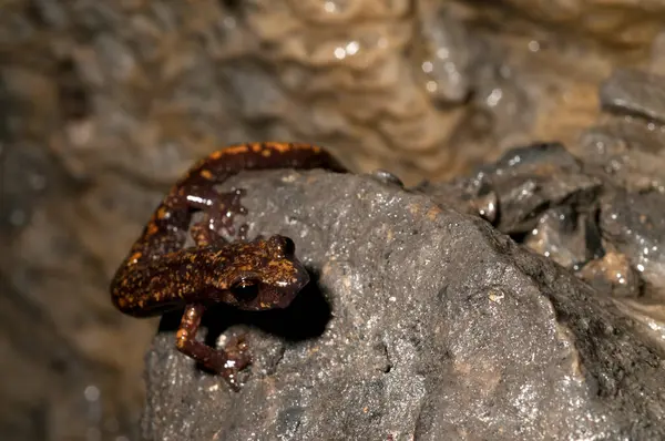 Vista Speleomantes Strinatii Salamandra Caverna Strinati — Fotografia de Stock