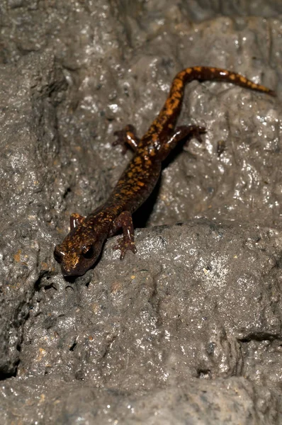 Widok Speleomantes Strinatii Jaskinia Strinati Salamander — Zdjęcie stockowe