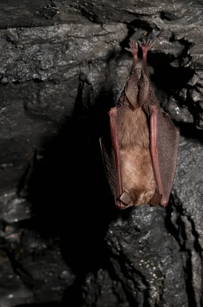 Rhinolophus Hipposideros Morcego Ferradura — Fotografia de Stock