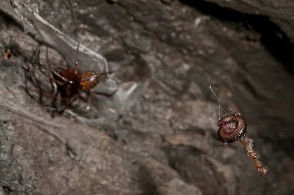 Κοντινό Πλάνο Της Ευρωπαϊκής Αράχνης Σπηλαίων Meta Menardi Στο Φυσικό — Φωτογραφία Αρχείου