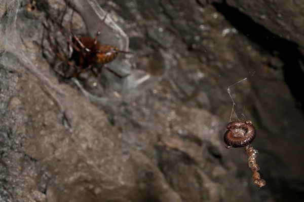 Знімок Європейського Печерного Павука Meta Menardi Природному Середовищі Існування — стокове фото