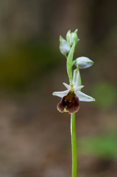 Ophrys Bombyliflora Čmelák Orchidej Pohled — Stock fotografie