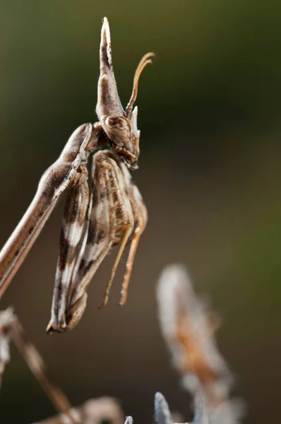 Close Shot Phyllocrania Paradoxa Ghost Mantis Male — Stock Photo, Image