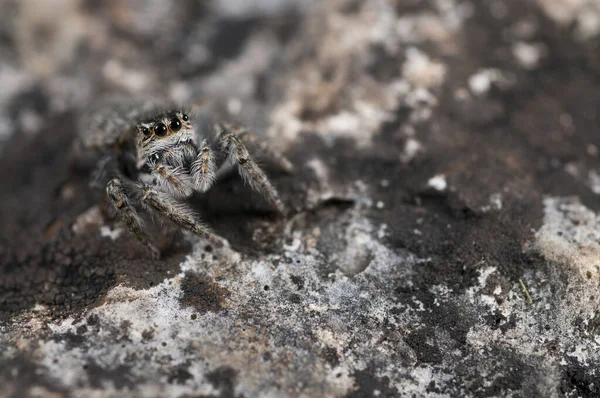 Close Shot Evarcha Jumping Spider — Stock Photo, Image