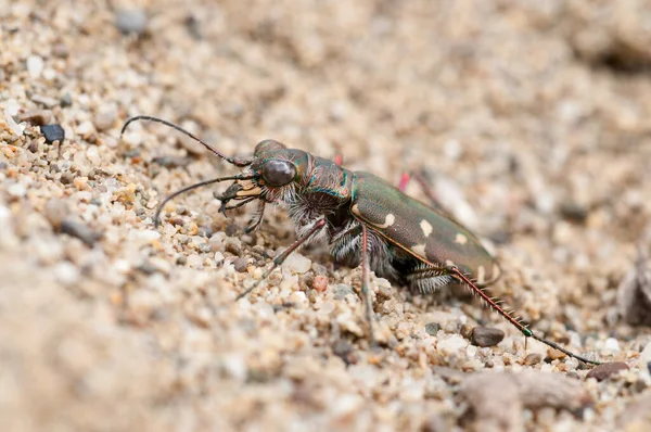 Close Cicindela Littoralis Besouro Tigre — Fotografia de Stock