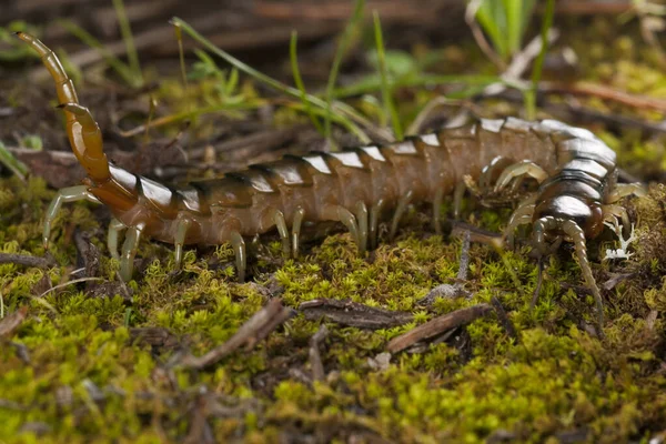 Scolopendra Cinculata Földközi Tengeri Sávos Százlábú — Stock Fotó