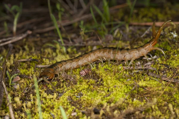 Scolopendra Cinculata Medelhavsbandad Tusenfoting — Stockfoto