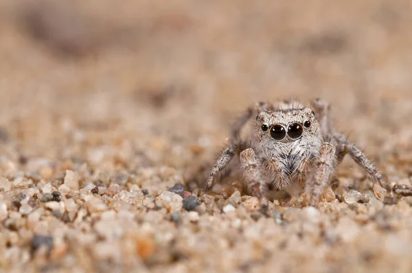 Крупный План Philaeus Chrysops Salticidae Естественной Среде Обитания — стоковое фото