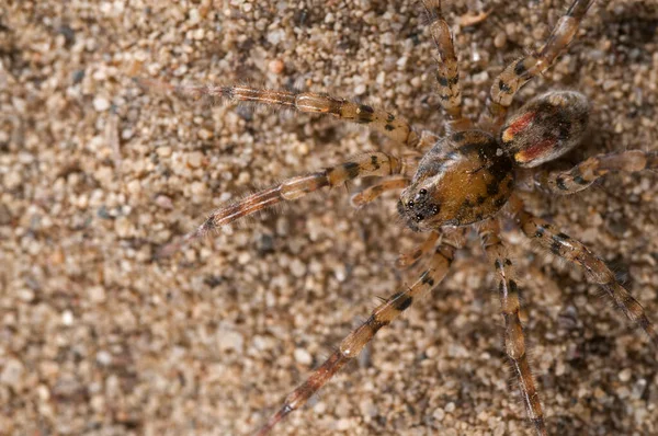 Arctosa Perita Sabbia Orso Ragno Vista — Foto Stock